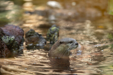 Close up portrait of Oriental small-clawed otter (Amblonyx cinereus), also known as the Asian...