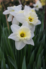 Beautiful white daffodils with light yellow in the middle are blooming in the garden on a spring day.