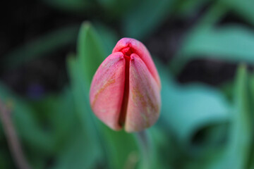 Fototapeta premium Closed buds of red tulips with green leaves on the background. New fresh tulips on a spring day.