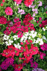 Vibrant colorful flowers in full bloom with green foliage background