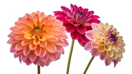  vibrant collection of five beautiful dahlia flowers, including one bud, i © Jia