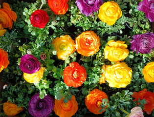 Colorful ranunculus flowers blooming in a vibrant garden under bright sunlight