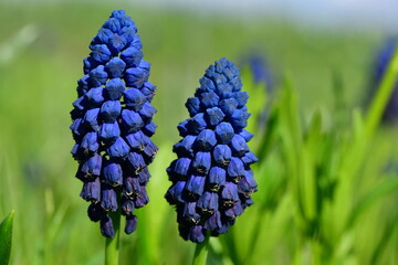 Muscari 1350