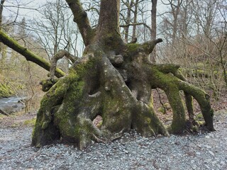 Ancient moss-covered tree with large exposed roots