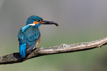 Eisvogel