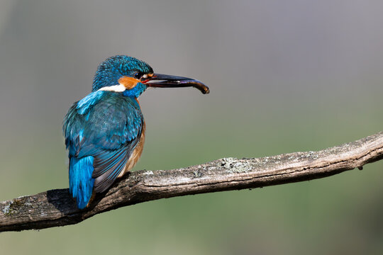 Eisvogel