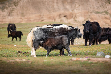 Yaks graze in the high meadows. Yak with baby