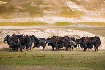 Yaks graze in the high meadows