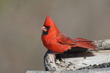 Blue Jay vs Northern Cardinal fighting on late winter day with bright sun