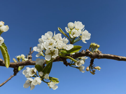 Spring blossom on tree branch against clear blue sky