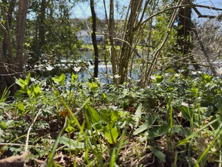 Wood anemones blooming in spring near a woodland lake