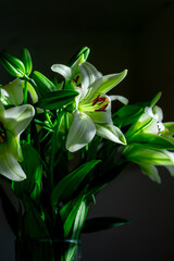 Obraz premium View of blooming white lily flowers on a dark background in rays of light