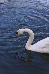 A Graceful Swan Gliding Smoothly on the Waters Serene Surface, Capturing Natures Beauty