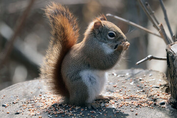 Red Squirrel in nature preserve