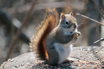 Red Squirrel in nature preserve
