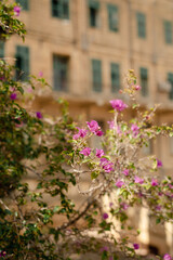 Plants on the island of Malta and the beautiful scenery of the city and the blue lagoon