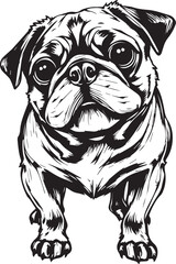 Pug dog. Hand drawn vector illustration