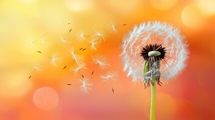   A dandelion blowing in the wind against a blurry orange and yellow background