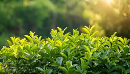 vibrant green leaves of sunlit shrub with soft focus forest in background natural light enhances fresh vibrant appearance of foliage creating eco friendly background