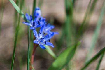 Flowering scilla  in an early spring garden - elective focus, copy space