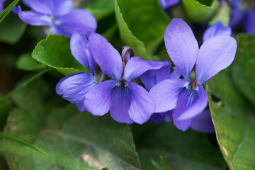 The colourful violets in the wood in a sunny spring day. Selective focus.