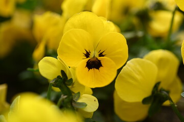 Close-up macro texture of yellow pansy eyes flowers in full bloom. The vivid petals and dark...