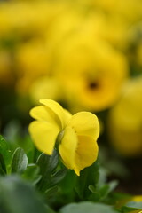 Fototapeta premium Close-up macro texture of yellow pansy eyes flowers in full bloom. The vivid petals and dark centers create a vibrant floral background perfect for spring designs, gardening themes, nature concepts, o