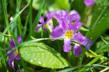 Spring flowers. Blooming primrose or primula flowers in a garden. Selective focus.