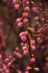 Selective focus of beautiful branches of pink flowers on the tree, Nature floral background.