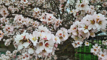 close up Large beautiful tree blooming pink almonds in spring in the city