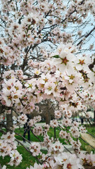 close up Large beautiful tree blooming pink almonds in spring in the city