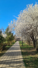 Blossoming lush cherry tree in spring in city park, vertical