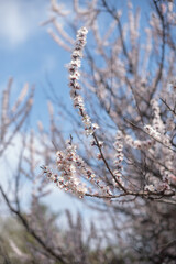 Branches of a blooming apricot in spring in the garden, vertical