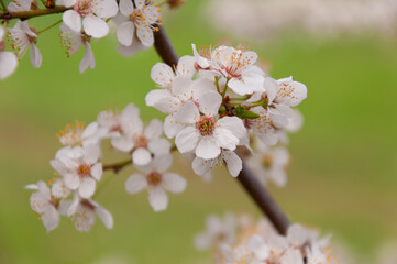 white flowers of fruit trees in spring garden