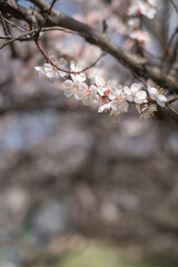 Branches of a blooming apricot in spring in the garden, vertical, garden, copy space