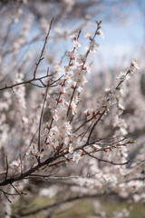 Branches of a blooming apricot in spring in the garden, vertical, garden