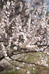 Branches of a blooming apricot in spring in the garden, vertical, garden