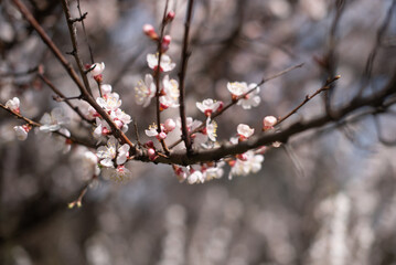 Branches of a blooming apricot in spring in the garden, vertical, garden