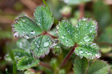 Beautiful large drop morning dew in nature, selective focus. Drops of clean transparent water on leaves. Sun glare in drop. Image in green tones. Spring summer natural background.