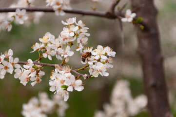 Fototapeta premium white flowers of fruit trees with bee on it in spring garden