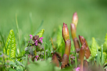 Sprouted peonies in the early spring garden - selective focus.