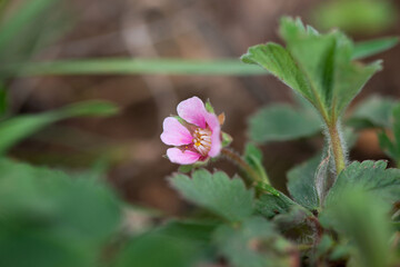 Blooming wild strawberries in early spring - selective focus, copy space.