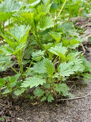 Urtica dioica or stinging nettle, in garden. Stinging nettle, medicinal plant that is used as a bleeding, diuretic, stinging, wound healing, antirheumatic agent.