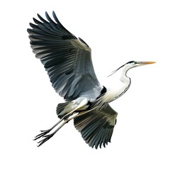 Grace in Flight A Majestic Heron Soaring Through the Sky