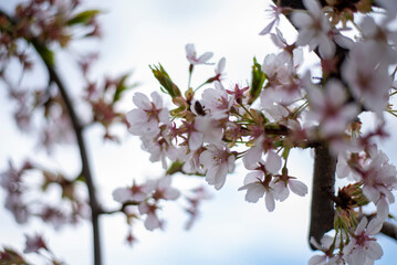 Spring Blossoming Branches with White Flowers on Soft Blurred Background 