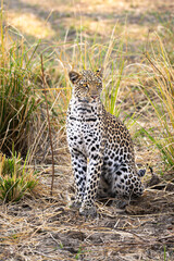 Leopard in the grass