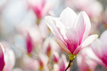 Fototapeta premium magnolia bloom in spring. branch with pink flowers. sunny weather