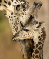 Giraffe cuddles,