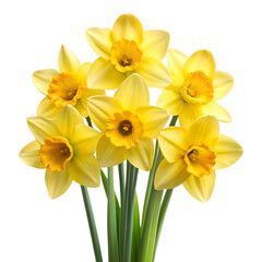 daffodils isolated on white background