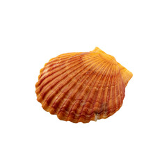 One sea shell isolated on white.